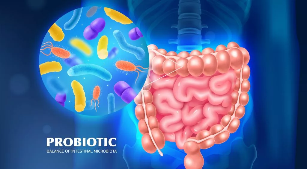 Microbiota intestinal é o conjunto de micro organismos que habitam no intestino. Fonte da imagem: freepik.